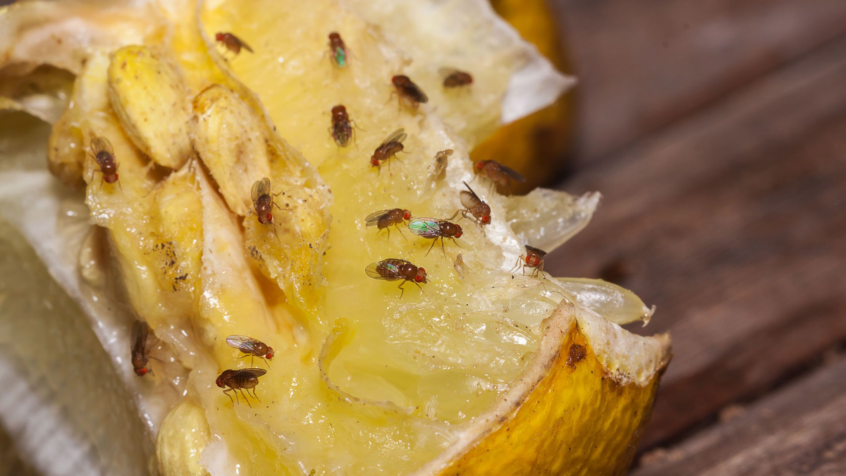 Doğal Sinek Avcısı Hazırlama