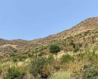 Muğla Marmaris’te Yanmış Bölgelerin Yeniden Canlanmasıyla Yeşillendi