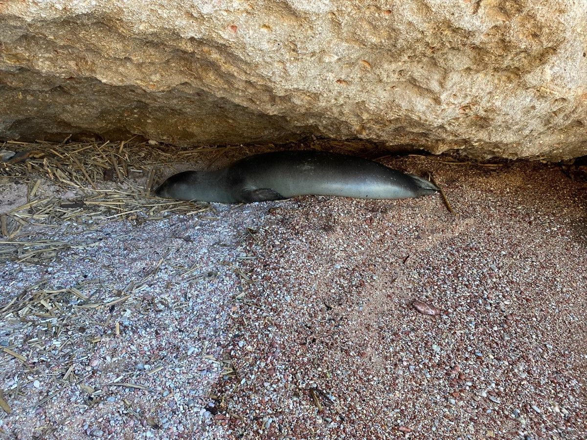 Datça ilçesinde denize giren vatandaşlar, hareketsiz halde bir yunus balığı fark etti. Çevredekiler, yunusun hasta ya da yaralı olabileceği endişesiyle durumu yetkililere bildirdi. Olay yerine gelen ekipler, yunus balığının sağlık durumunu inceleyerek gerekli önlemleri aldı.