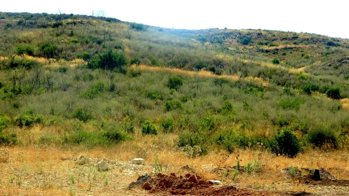 Muğlada Kül Olan Ormanlar 5 Yılda Yeniden Canlandı