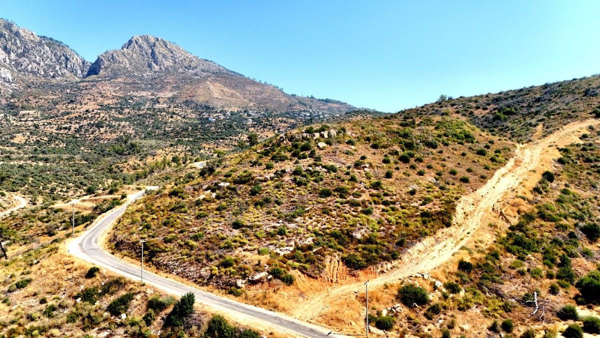 Muğlada Kül Olan Ormanlar 5 Yılda Yeniden Canlandı