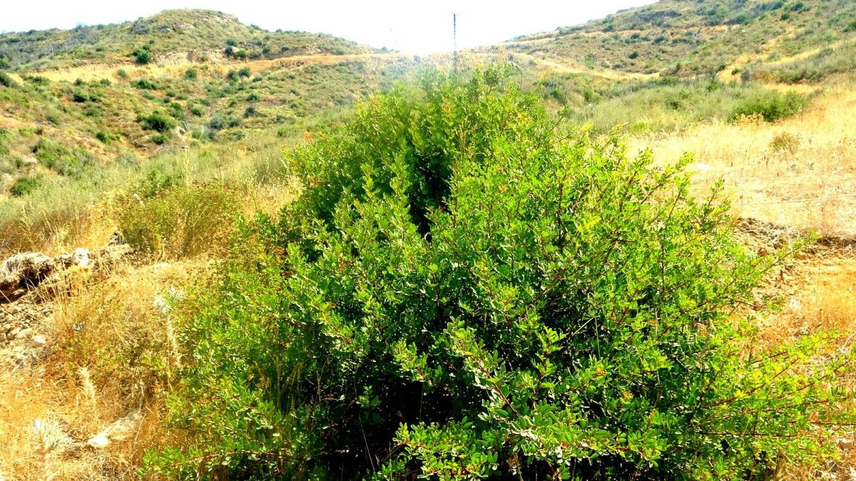 Muğlada Kül Olan Ormanlar 5 Yılda Yeniden Canlandı