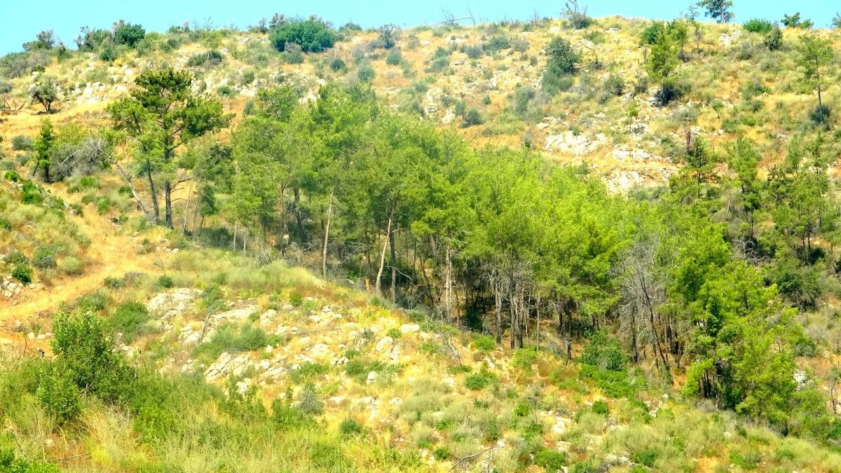 Muğlada Kül Olan Ormanlar 5 Yılda Yeniden Canlandı