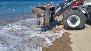 Muğla’da Ölümle Sonuçlanan Yunus Vurulması: Turistler Şoke Oldu