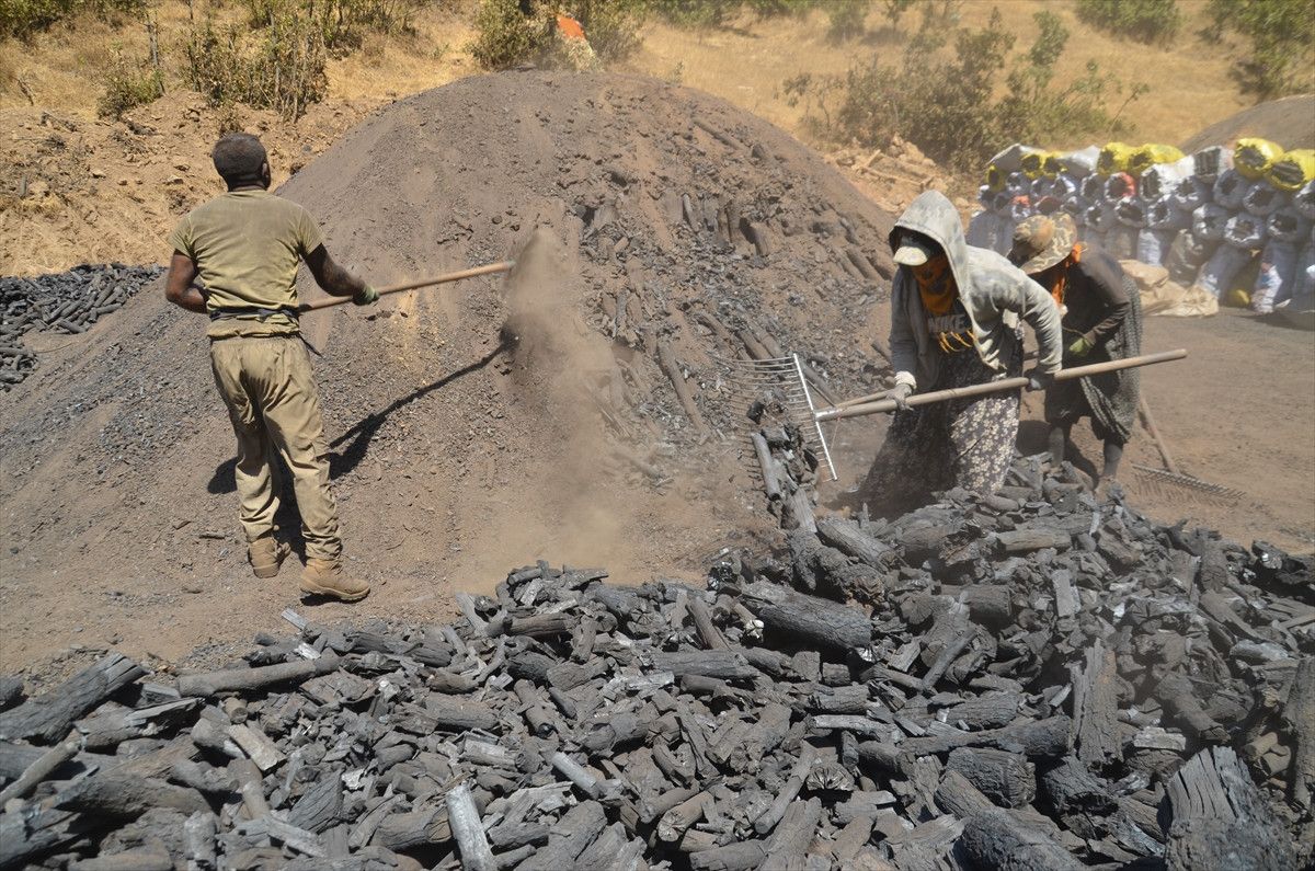 Muşta Mangala Kömürünün Alın Teriyle Yolculuğu: Doğal ve Güvenilir Mangal Kömürü Seçenekleri