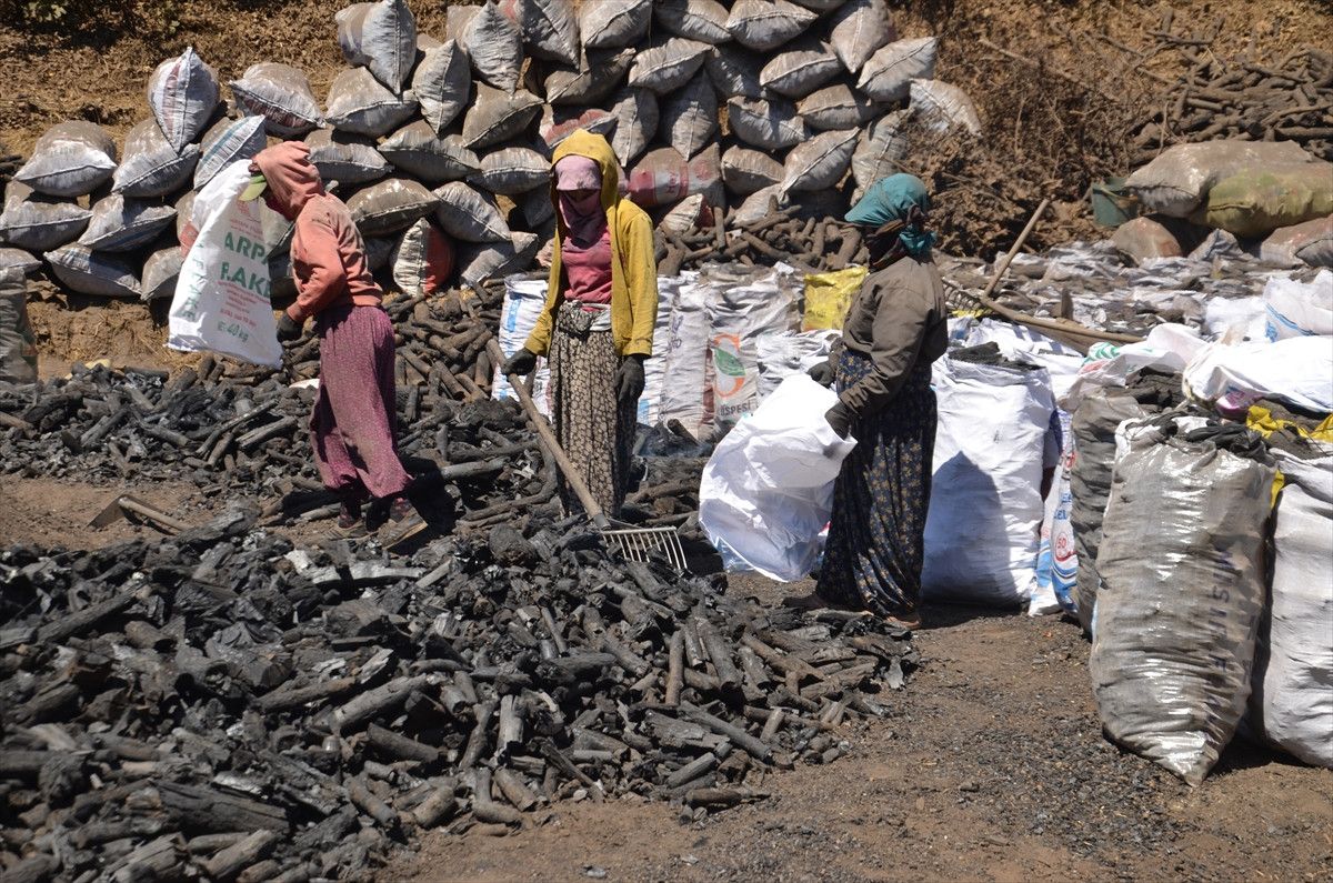 Muşta Mangala Kömürünün Alın Teriyle Yolculuğu: Doğal ve Güvenilir Mangal Kömürü Seçenekleri