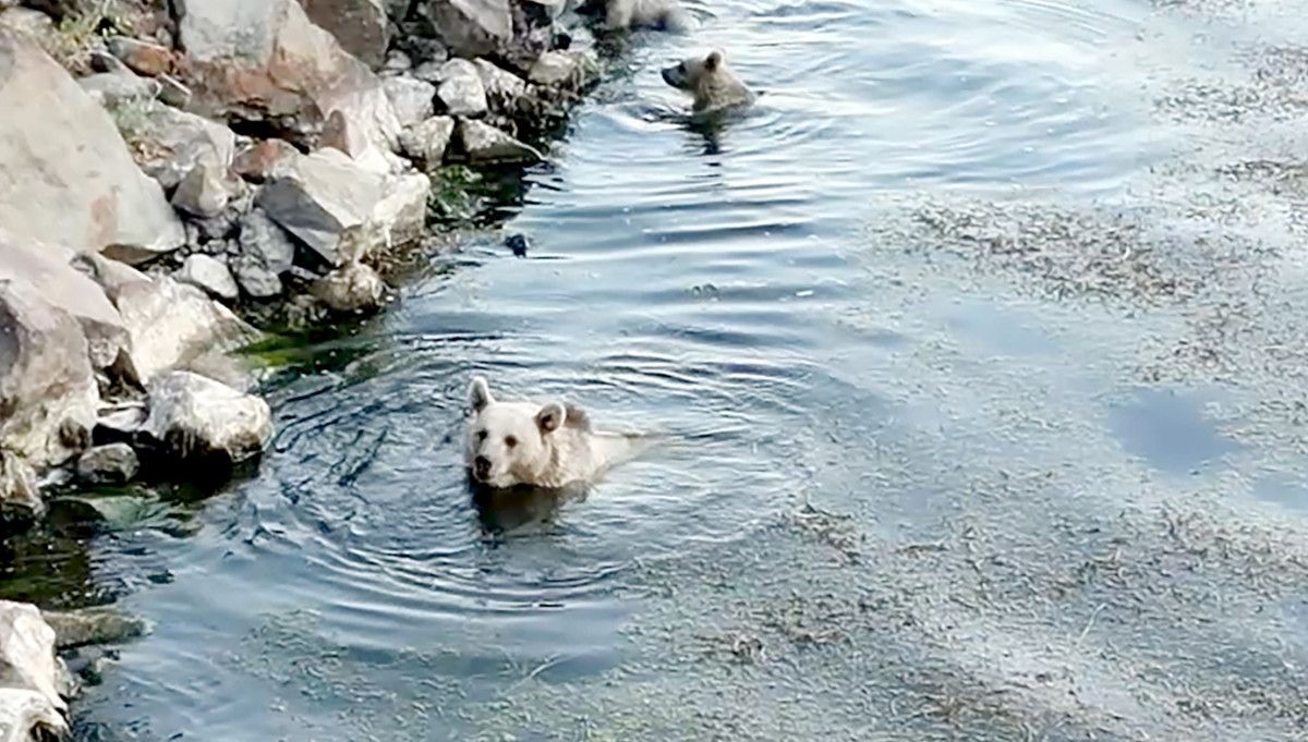 Nemrut Kalderası'nda Ayılar Hem Yüzdü Hem Piknikçilere Misafir Oldu: Doğa ve Macera Dolu Bir Gün
