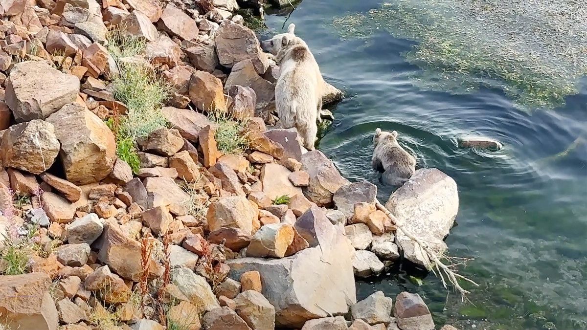 Nemrut Kalderası'nda Ayılar Hem Yüzdü Hem Piknikçilere Misafir Oldu: Doğa ve Macera Dolu Bir Gün