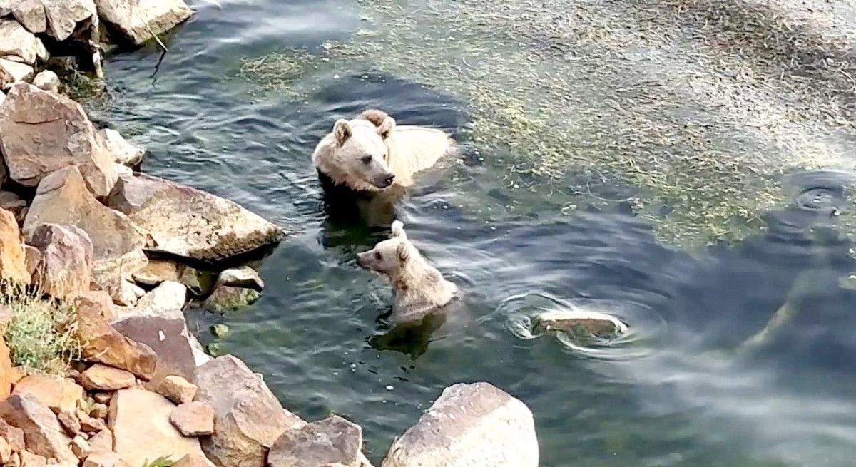 Nemrut Kalderası'nda Ayılar Hem Yüzdü Hem Piknikçilere Misafir Oldu: Doğa ve Macera Dolu Bir Gün