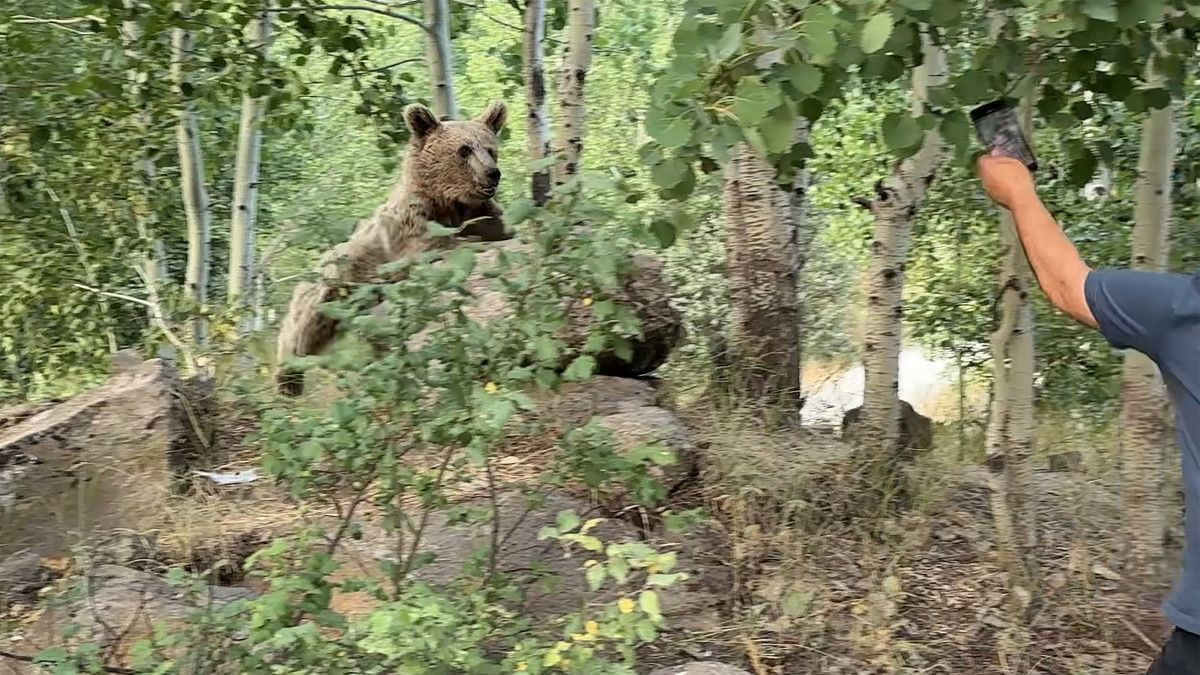 Nemrut Kalderası'nda Ayılar Hem Yüzdü Hem Piknikçilere Misafir Oldu: Doğa ve Macera Dolu Bir Gün