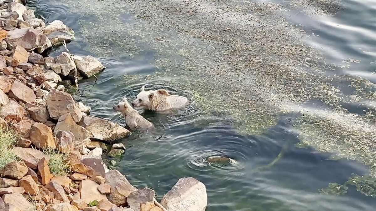 Nemrut Kalderası'nda Ayılar Hem Yüzdü Hem Piknikçilere Misafir Oldu: Doğa ve Macera Dolu Bir Gün