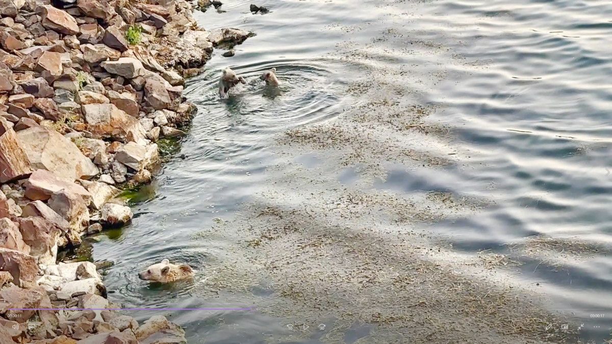 Nemrut Kalderası'nda Ayılar Hem Yüzdü Hem Piknikçilere Misafir Oldu: Doğa ve Macera Dolu Bir Gün