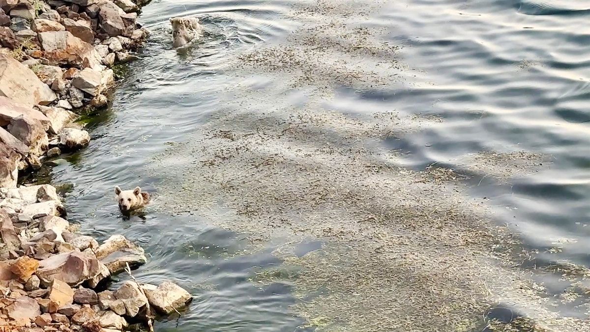 Nemrut Kalderası'nda Ayılar Hem Yüzdü Hem Piknikçilere Misafir Oldu: Doğa ve Macera Dolu Bir Gün