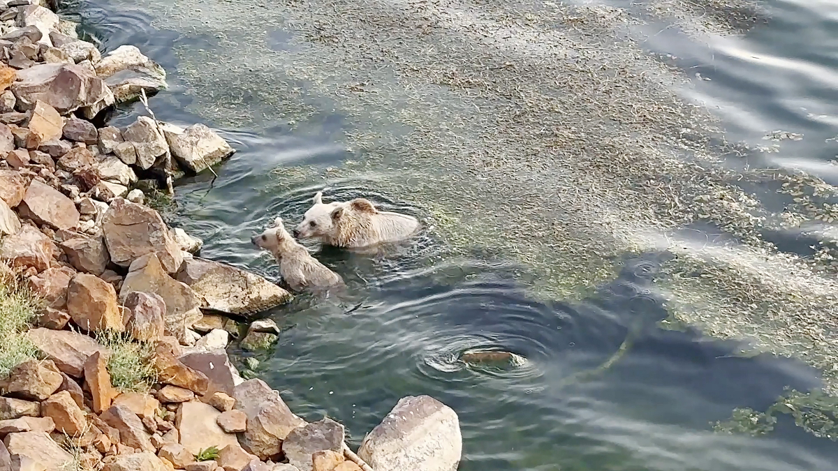 Nemrut Kalderası'nda Ayılar Hem Yüzdü Hem Piknikçilere Misafir Oldu: Doğa ve Macera Dolu Bir Gün