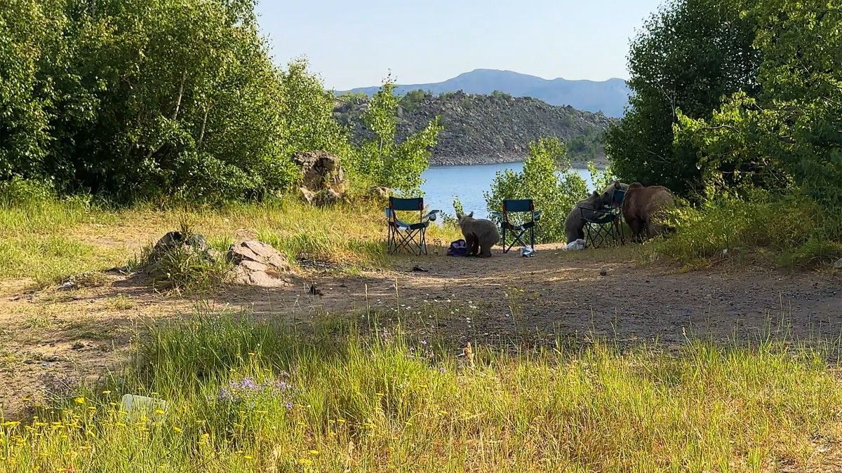 Nemrut Kalderası'nda Ayılar Hem Yüzdü Hem Piknikçilere Misafir Oldu: Doğa ve Macera Dolu Bir Gün