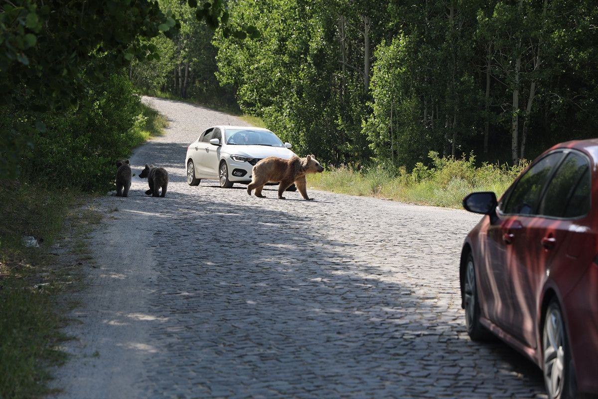 Nemrut Kalderası'nda Bozayıların Tehlikeye Rağmen Beslenmesi