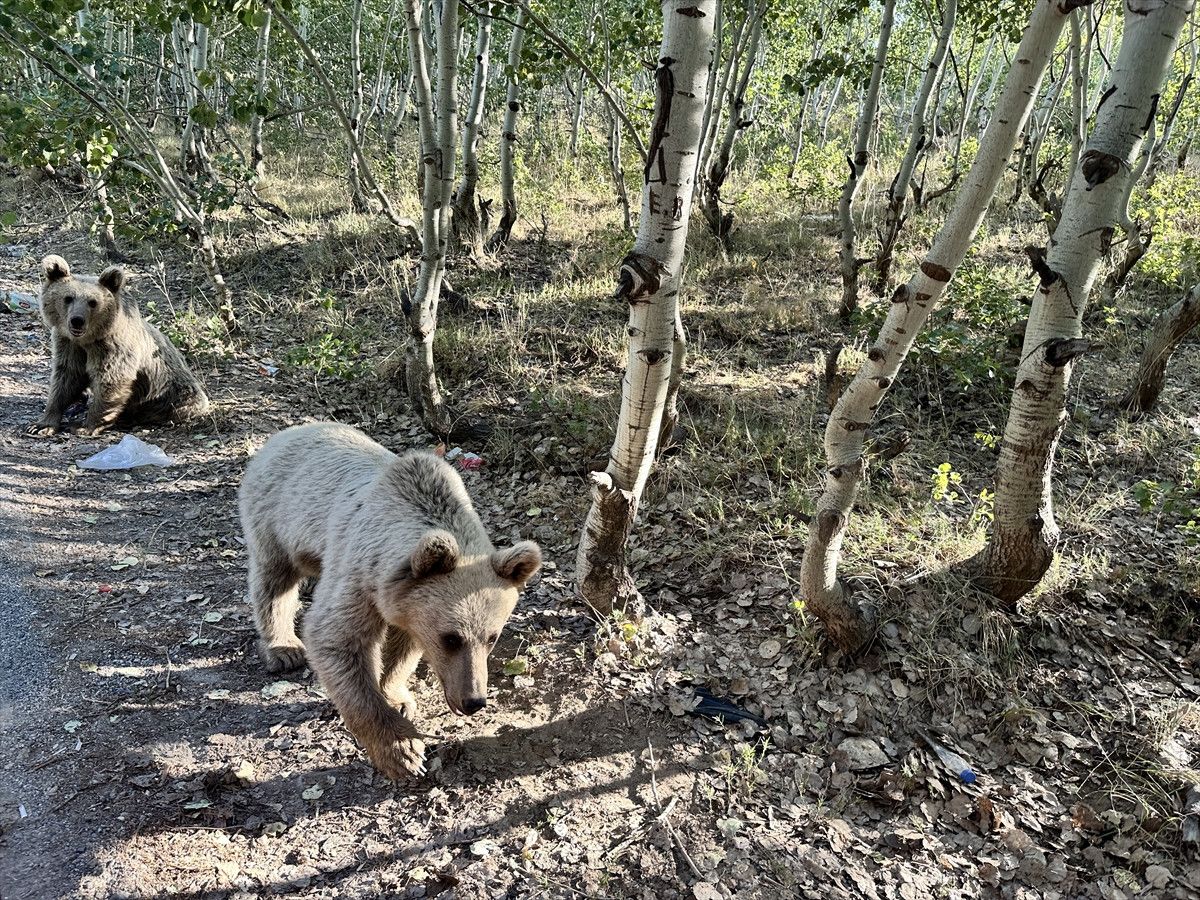 Nemrut Kalderası'nda Bozayıların Tehlikeye Rağmen Beslenmesi