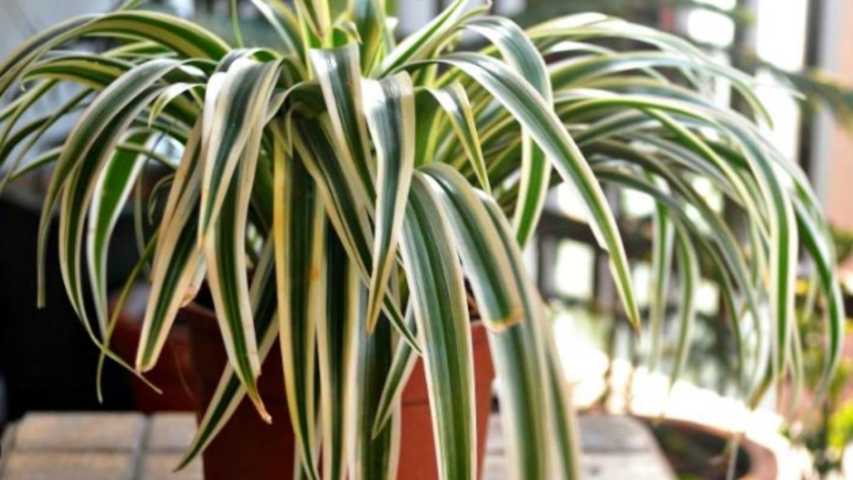 Küf ve Nemi Yok Eden Etkili Bitki: Kurdele Bitkisi