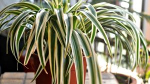 Rahatlayan Evinize Ne Nem ve Rutubet Bırakmayan Bu Çiçekle Tanışın