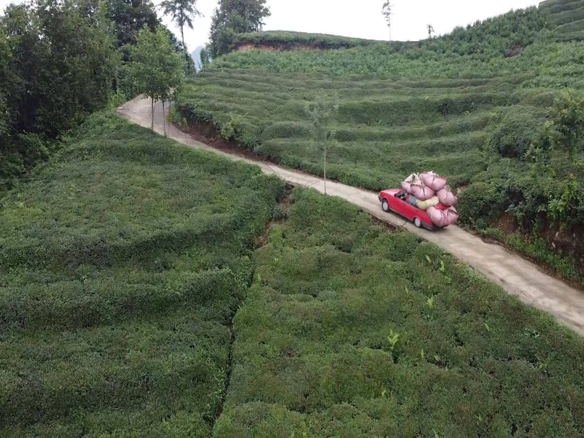 Rizeliler Çay Taşıma Yönteminde Yenilikçi Çözüm Geliştirdi