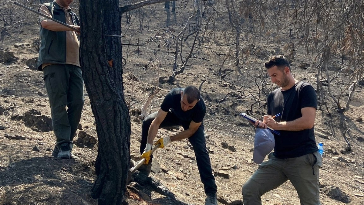 Yeşil Vatan İçin Çalışmalar Devam Ediyor