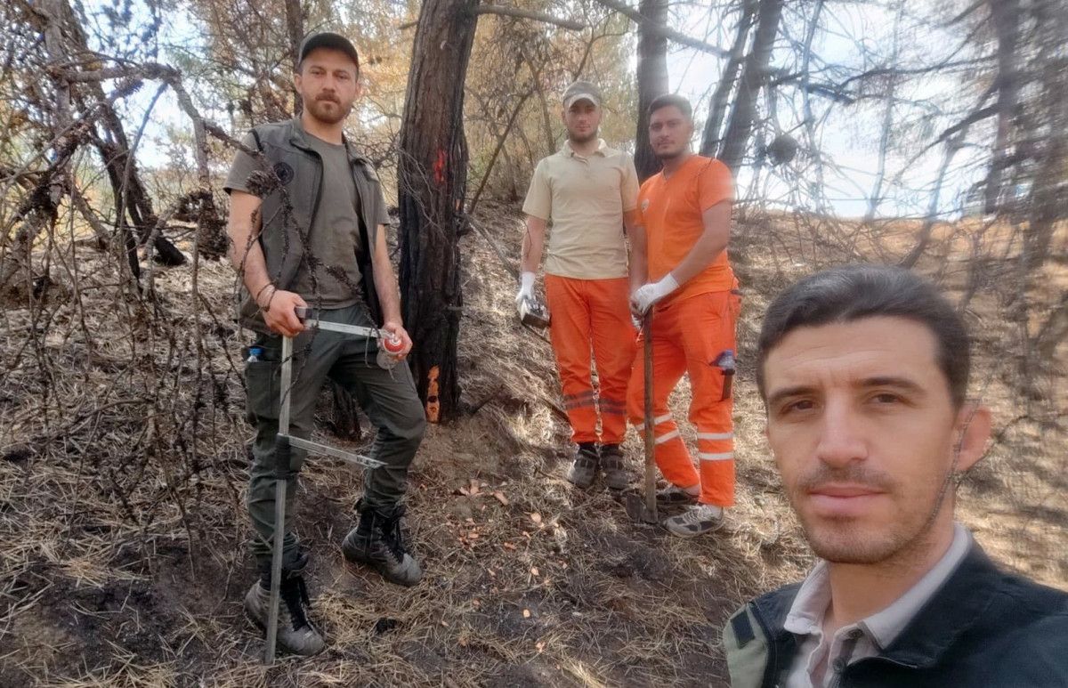 Sakarya'da Yanan Ormanlık Alanlar Yeniden Canlanıyor