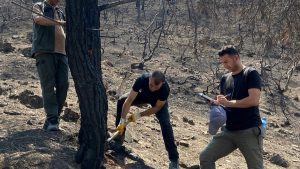Sakarya’da Yanan Ormanlık Alanlar Yeniden Canlanıyor