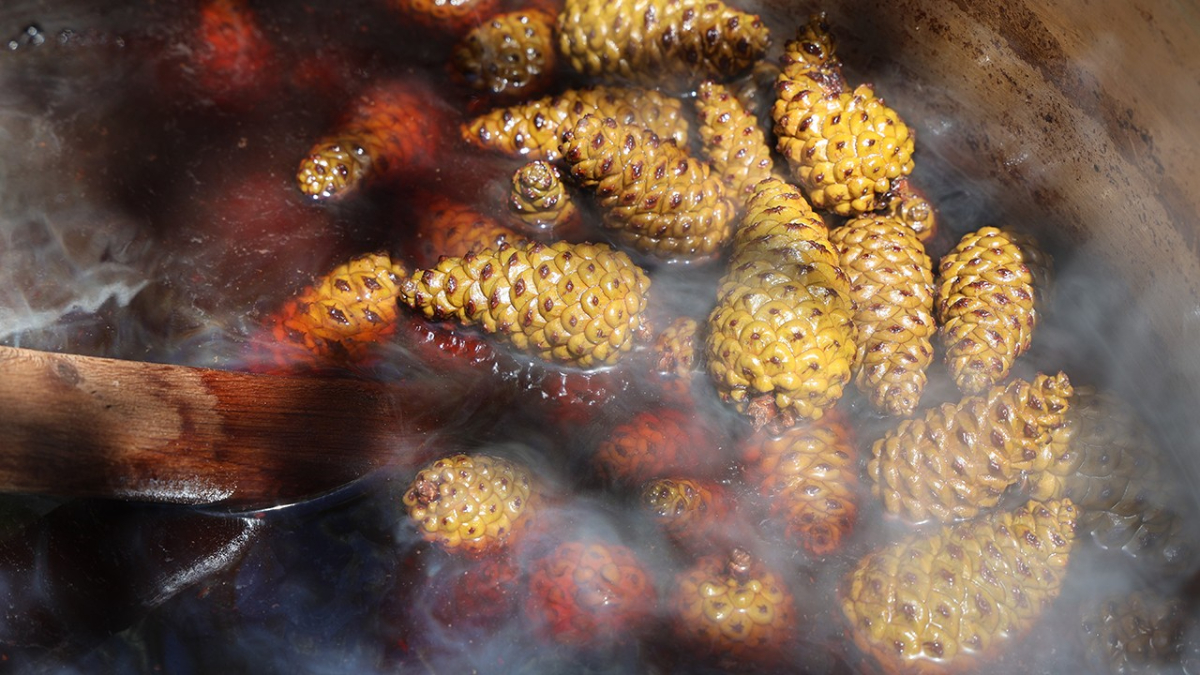Kozalak Şurubunun Yapımı ve Faydaları