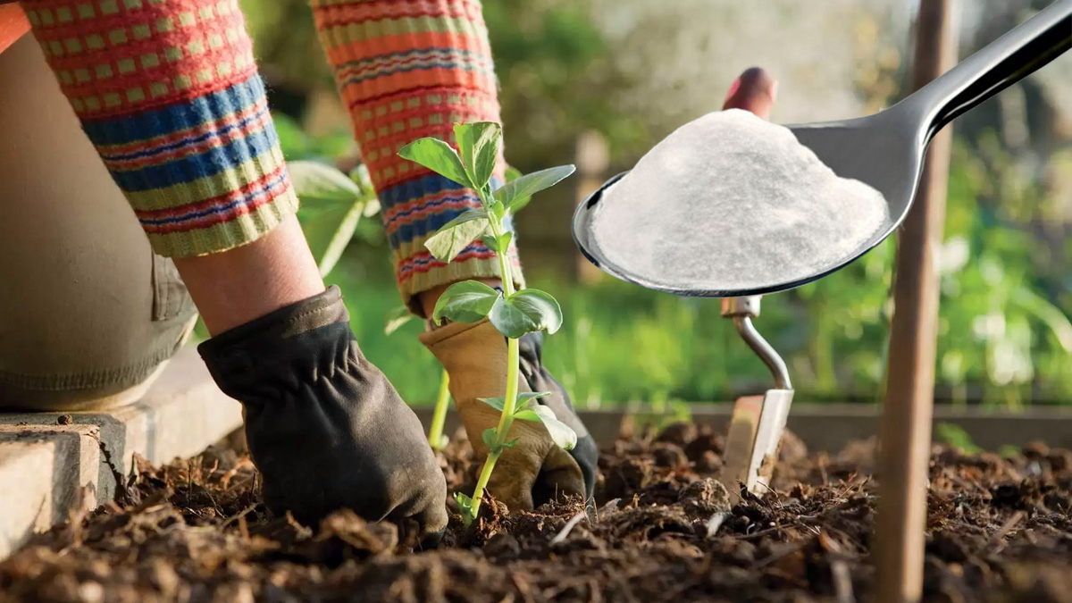 Mantar ve Yabani Ot Mücadelesinde Kabartma Tozu