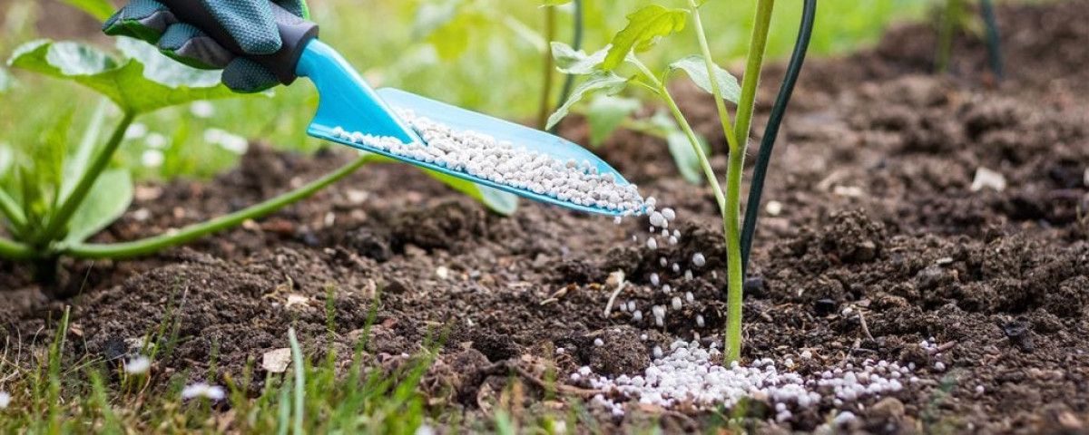 Mantar ve Yabani Ot Mücadelesinde Kabartma Tozu