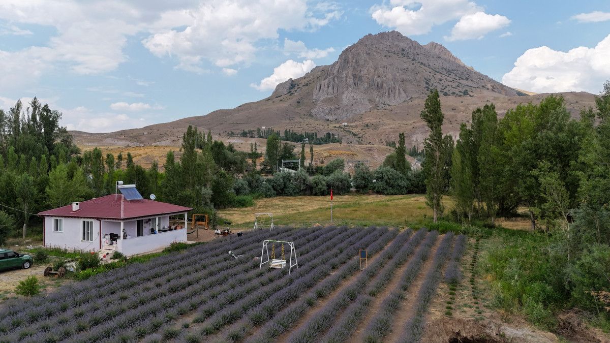Sivasta Aşık Olduğu Dağın Eteğinde Lavanta Bahçesi Kurdu