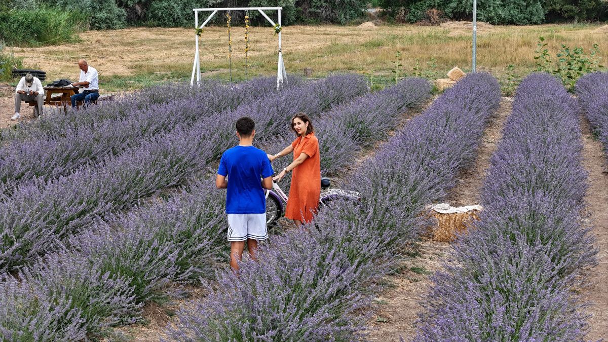 Sivasta Aşık Olduğu Dağın Eteğinde Lavanta Bahçesi Kurdu