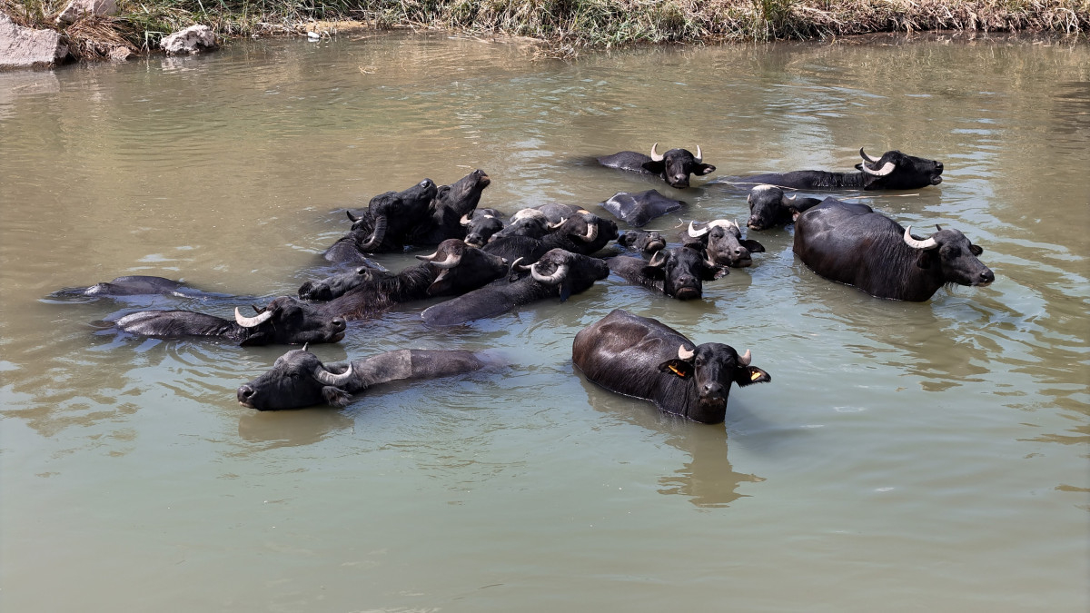 Kızılırmak'ta Mandaların Serinleme Anları