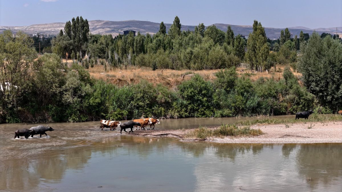 Hayvancılık Uzmanı Murat Rodos'un Açıklamaları