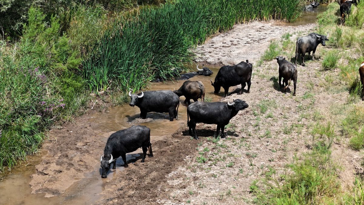 Sivasta Sıcaklardan Bunalan Mandalar Kızılırmakta Serinliğe Kavuştu