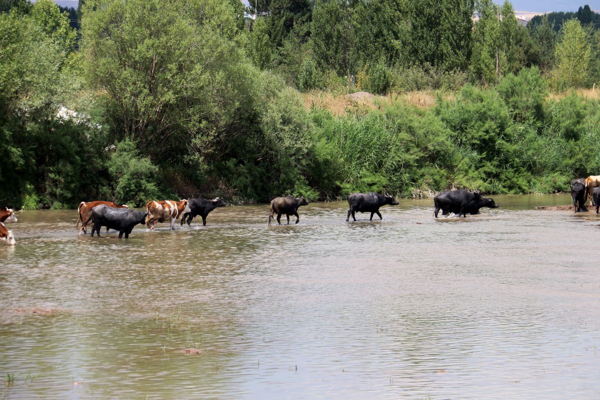 Sivasta Sıcaklardan Bunalan Mandalar Kızılırmakta Serinliğe Kavuştu