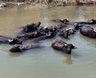 Sivasta Sıcaklardan Bunalan Mandalar Kızılırmakta Serinliğe Kavuştu