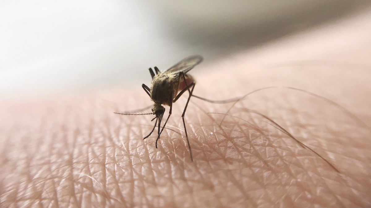 Sivrisineklerin Taşıdığı Önemli Hastalıklar