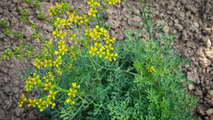 Tarih Boyunca Şifa Kaynağı Olarak Kullanılan Sedef Otunun Faydaları