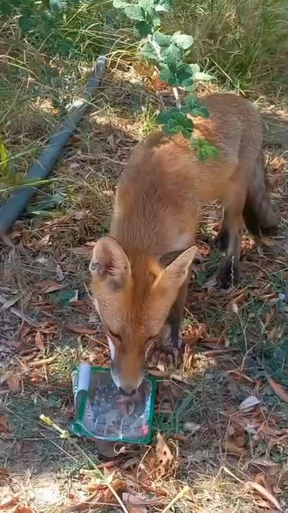 Tekirdağ'da Sıcaktan Bunalan Tilki İçin Serinletici Su Desteği