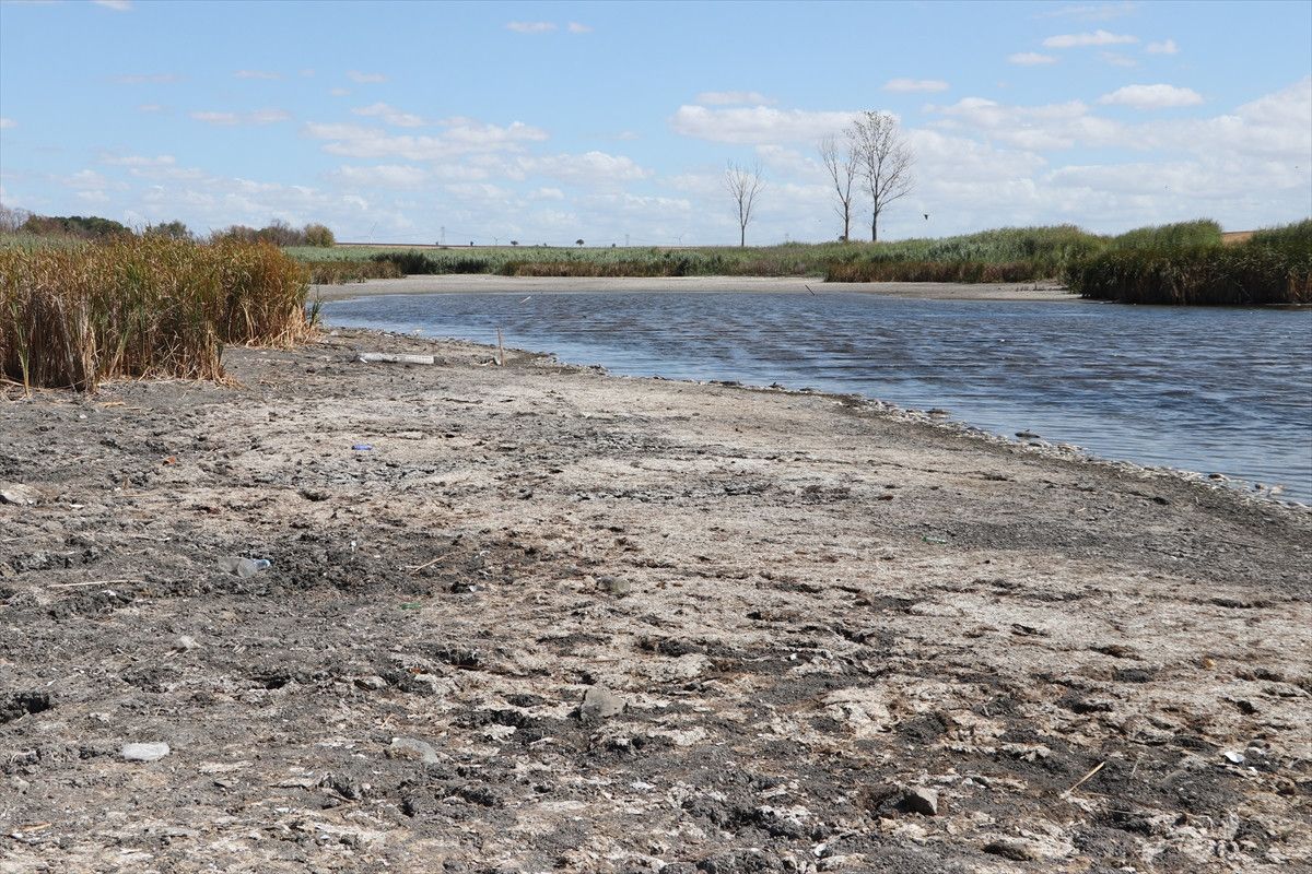 Balık Ölümleri ve Çevresel Etkiler
