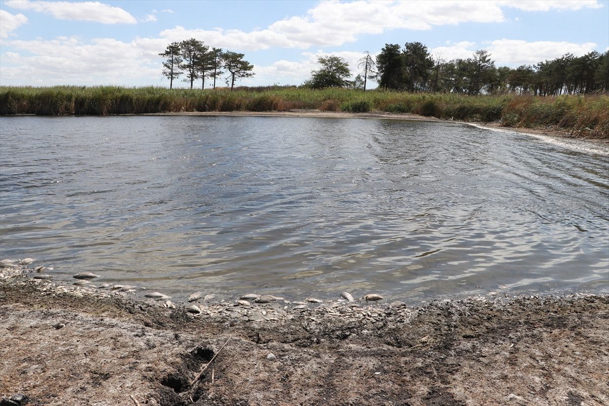 Balık Ölümleri ve Çevresel Etkiler