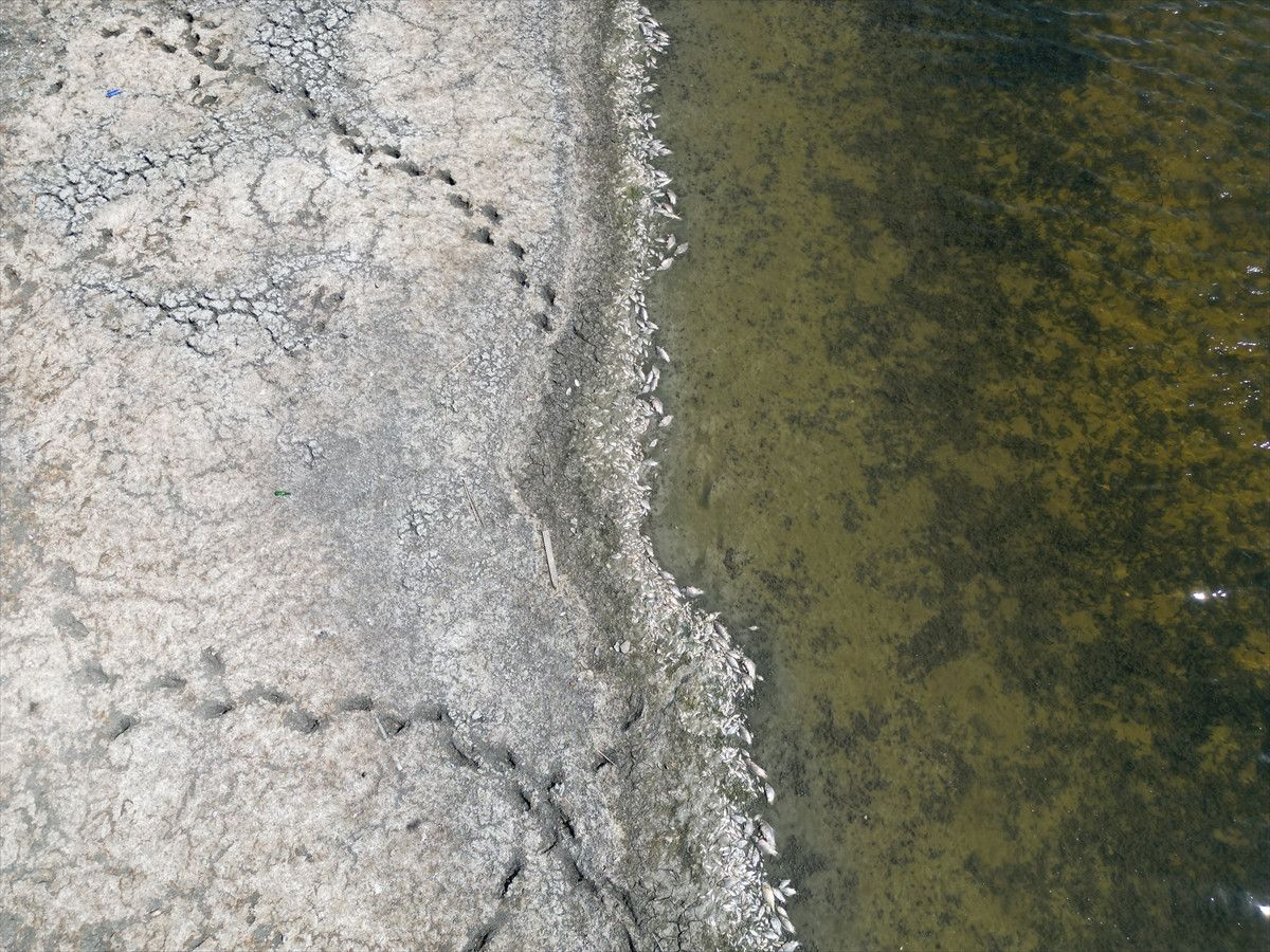 Tekirdağ'da Su Seviyesi Azaldı, Gölette Balıklar Telef Oldu