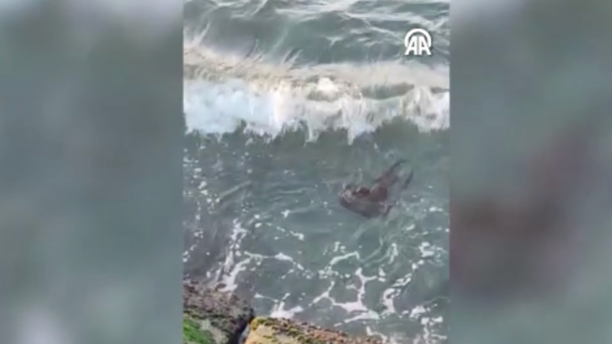 Su Samurunun Ekosisteme Katkısı ve Yaşam Hakkı