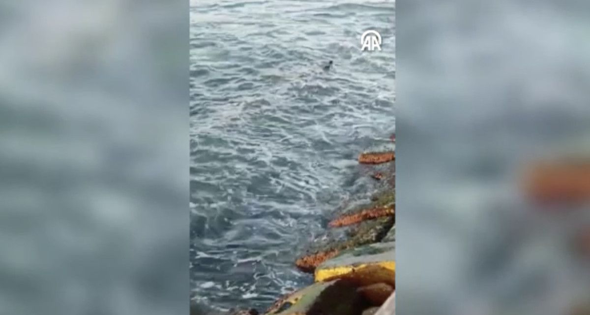 Ekolojik ve Çevresel Uyarılar