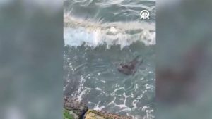 Tekirdağ’da Sürpriz Su Samuru Gözlemi