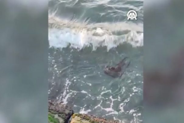 Tekirdağ’da Sürpriz Su Samuru Gözlemi