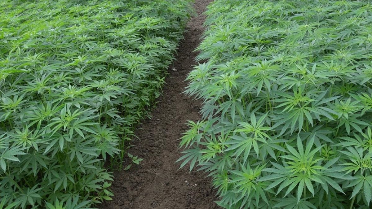 Tıbbi Kenevir Kullanılan 15 Hastalık ve Tedavi Yöntemleri