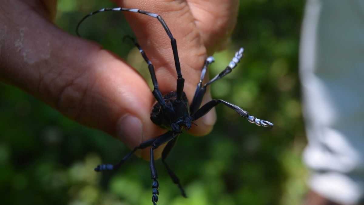 İlaçlama Çalışmaları ve Ekonomik Maliyet