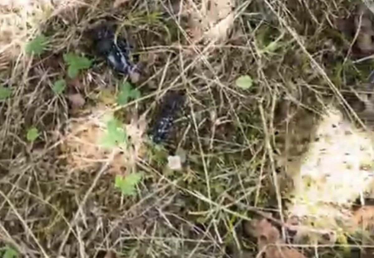 İlaçlama ve Mücadele Süreçleri